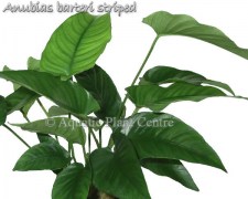 Anubias barteri striped